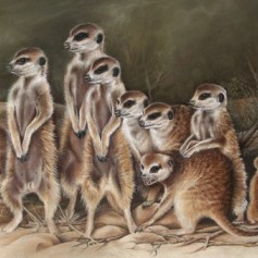 Meerkatte (pastel & akwarel) 2 - 700 x 450mm